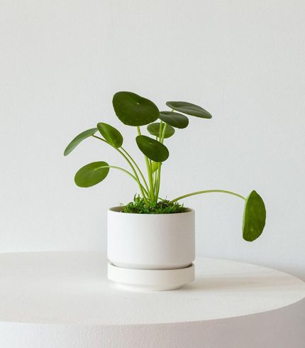 Philodendron Brasil - Image 5